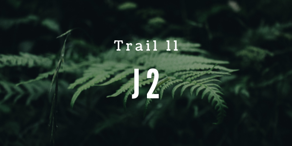 Trail 11 Foxtail