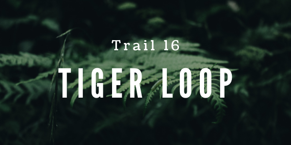 Trail 16 Tiger Loop