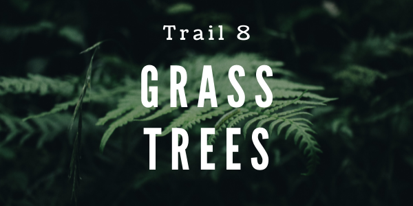 Trail 8 Grass Tress